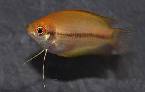 20046_5f65479ad90d6.jpg 501X317 px