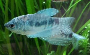 20122_61ac8451e3f0a.jpg 485X298 px