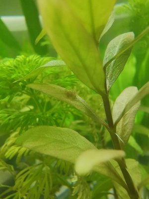20126_5ec677d423639.jpg 900X1200 px