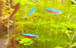 20133_5f1f21ff76c33.jpg 1441X911 px