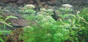 20133_5f2aa69105d5e.jpg 1600X778 px