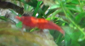 20161_63fb8af6ee731.jpg 1473X805 px