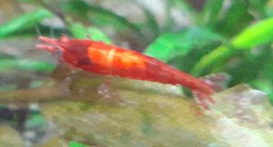 20161_63fb8b03a1599.jpg 1600X865 px
