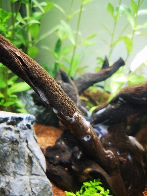 20212_5eef2da2b90c8.jpg 900X1200 px
