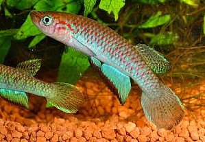 20413_5f951efa94d12.jpg 319X221 px