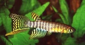 20413_6036ad8fd4901.jpg 308X164 px