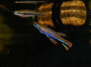 20413_61bf880ccfae8.jpg 1117X824 px