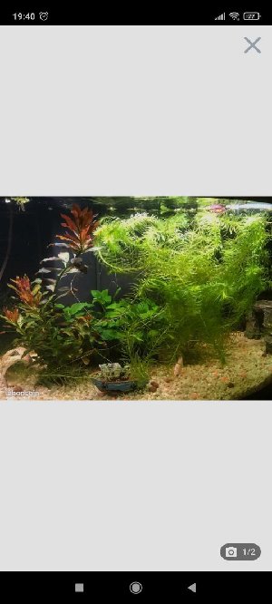 20438_5ff755ca05f1c.jpg 540X1200 px