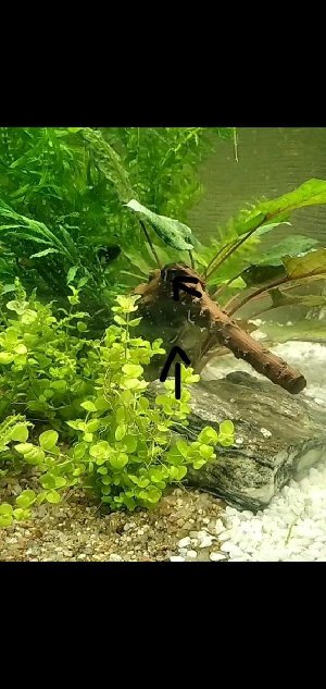 20657_60183d74d1308.jpg 568X1200 px