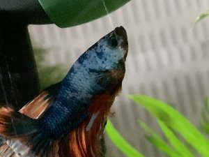 20667_601fd2ecf3e10.jpg 1600X1200 px