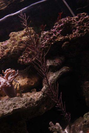 2095_4a744a23a0adb.jpg 320X479 px