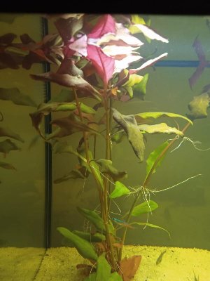 20969_616dbd0231720.jpg 900X1200 px