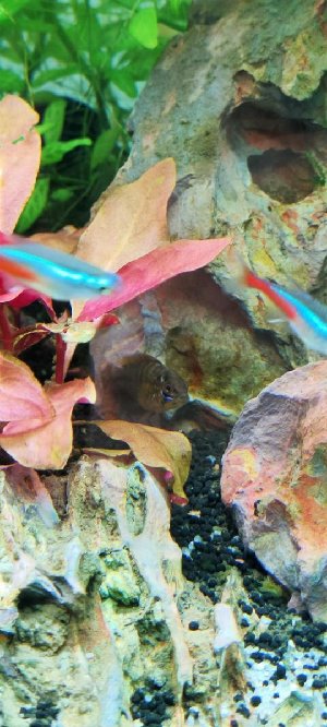 21048_620ce0e34c3ab.jpg 540X1200 px