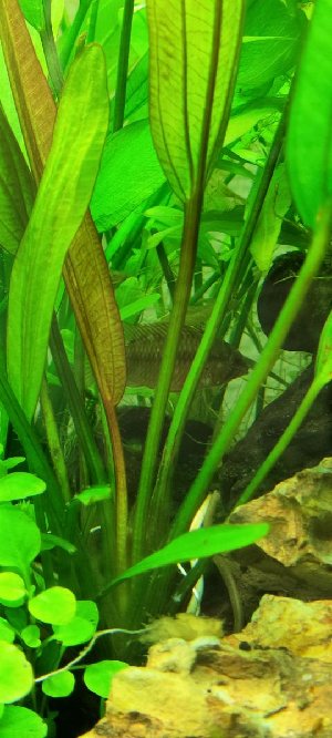 21048_620ce1a564dde.jpg 540X1200 px