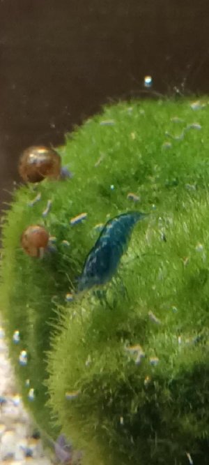 21089_61dacbc86de93.jpg 540X1200 px