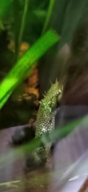 21288_6294dd8c656e0.jpg 551X1200 px