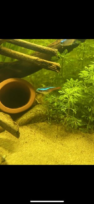 21345_6416253f2890e.jpg 554X1200 px