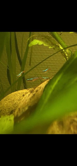 21345_6416254ca18c3.jpg 554X1200 px