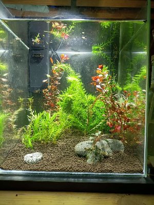 21469_64588f278ecd3.jpg 900X1200 px