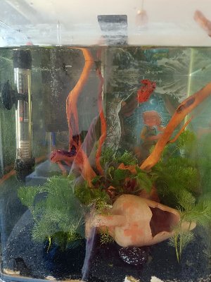 21704_647b9aec4590f.jpg 900X1200 px