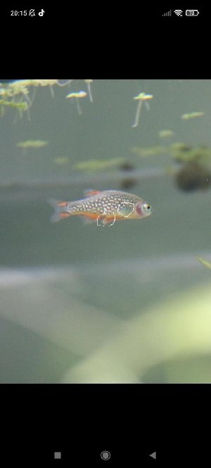 21761_64aafc0df303d.jpg 540X1200 px