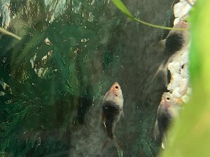 21784_658c7aebdd85d.jpg 1600X1200 px