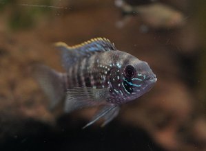 21851_65048ef39c88f.jpg 1600X1176 px