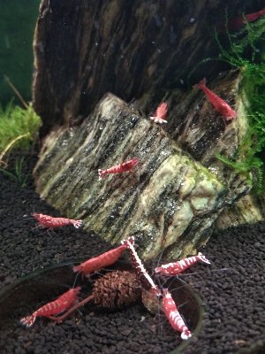 22151_65d7a010267bc.jpg 900X1200 px