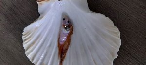 22184_65e880f12ff58.jpg 1600X721 px