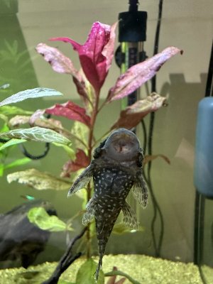 22315_682c4ab4de199.jpg 900X1200 px