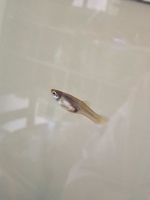 22324_6874ec9e55bf9.jpg 900X1200 px
