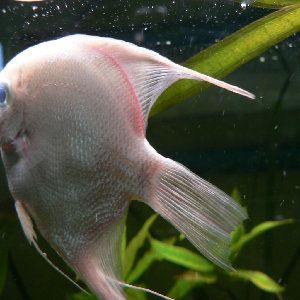 2453_4b153600163d1.jpg 300X300 px