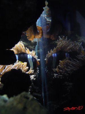 2532_4d0478b3a75af.jpg 320X427 px