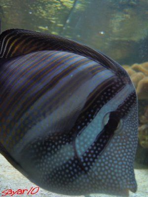 2532_4d0478c99e265.jpg 320X427 px