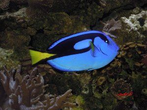 2532_4d0cea3501303.jpg 299X224 px