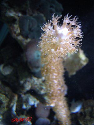 2532_4d7cf872a4c03.jpg 320X427 px