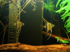 2532_51ffe55d883fc.jpg 300X225 px