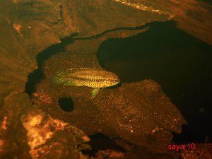 2532_51ffe565d7847.jpg 300X225 px