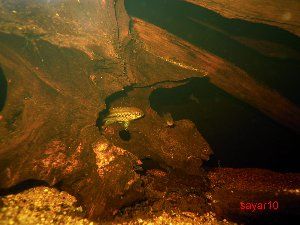 2532_51ffe56d59421.jpg 300X225 px