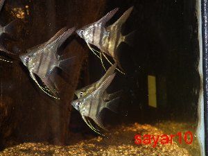 2532_520ce28d70c38.jpg 300X225 px