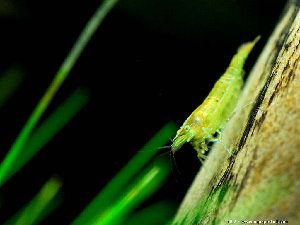 2_4f929bd924bb1.jpg 300X225 px