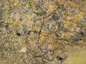 2_4fa8ec9500ec3.jpg 300X225 px