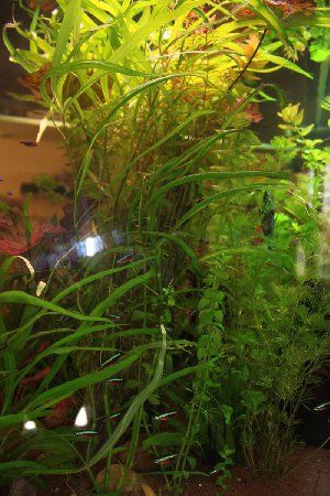 3205_4d36dafe7c8cc.jpg 800X1200 px
