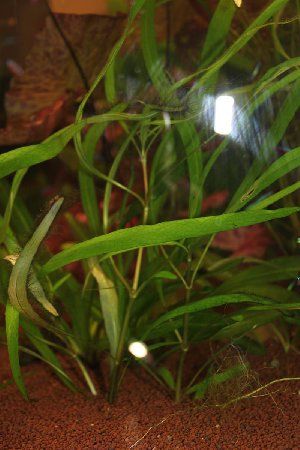 3205_4d36db0b96275.jpg 800X1200 px