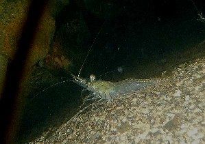 3311_4d087d33e2e9b.jpg 299X211 px