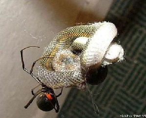 3363_4dab2392e135a.jpg 299X242 px