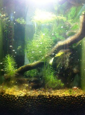 3775_4fc7bb2c4ebfd.jpg 299X401 px