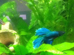 4078_4f7c912f24a4c.jpg 300X225 px