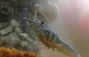 4602_4fa18d40db325.png 298X190 px