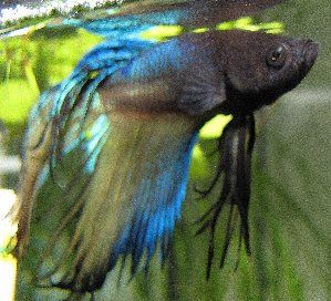 5302_516bdb6bc50b6.jpg 299X272 px